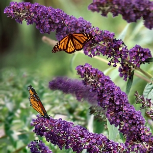 Buddleia Black Knight